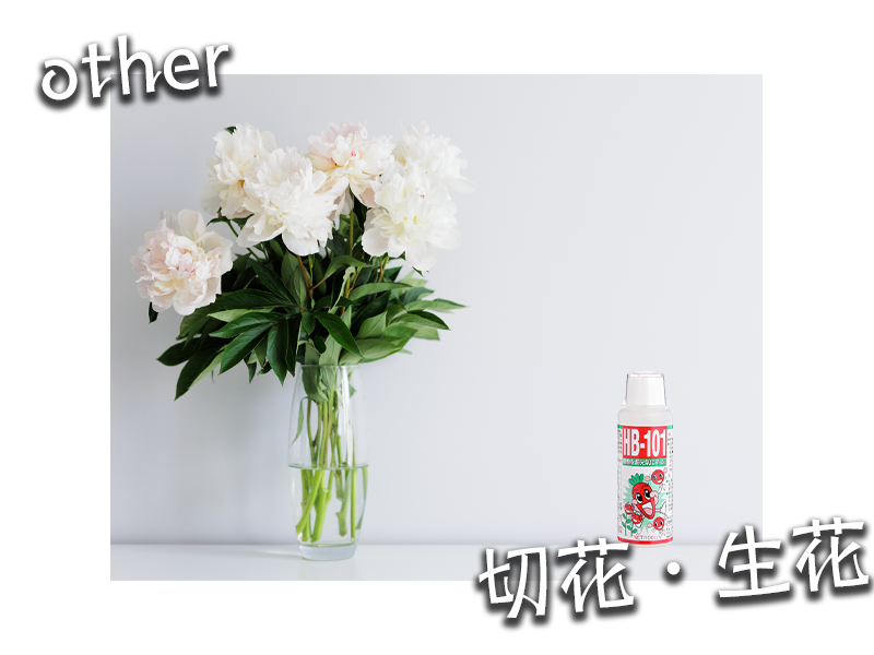 切花・生花の延命にもHB-101